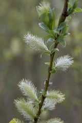 Salix starkeana