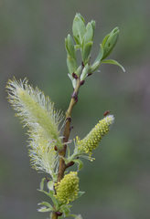 Salix starkeana