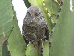 Campylorhynchus fasciatus