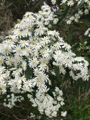 Olearia megalophylla