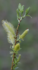 Salix starkeana