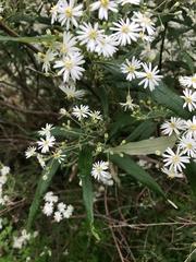 Olearia megalophylla