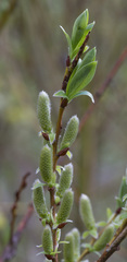 Salix starkeana