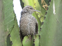 Campylorhynchus fasciatus