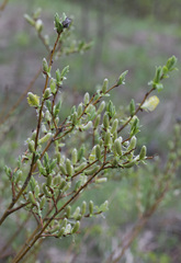Salix starkeana