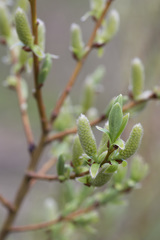 Salix starkeana