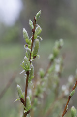 Salix starkeana