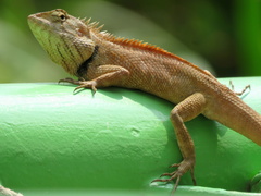 Calotes versicolor