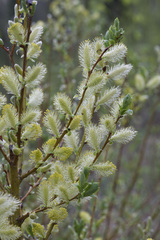 Salix starkeana