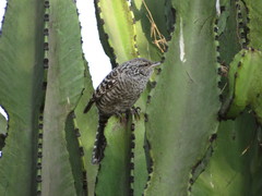 Campylorhynchus fasciatus