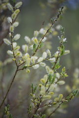 Salix starkeana
