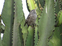 Campylorhynchus fasciatus