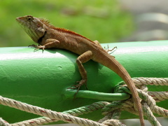 Calotes versicolor