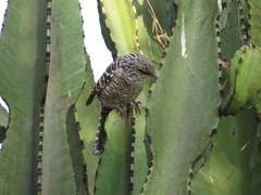 Campylorhynchus fasciatus