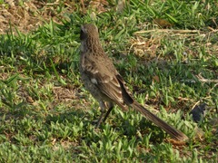 Mimus longicaudatus