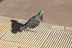 Columba livia domestica