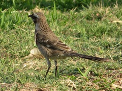 Mimus longicaudatus