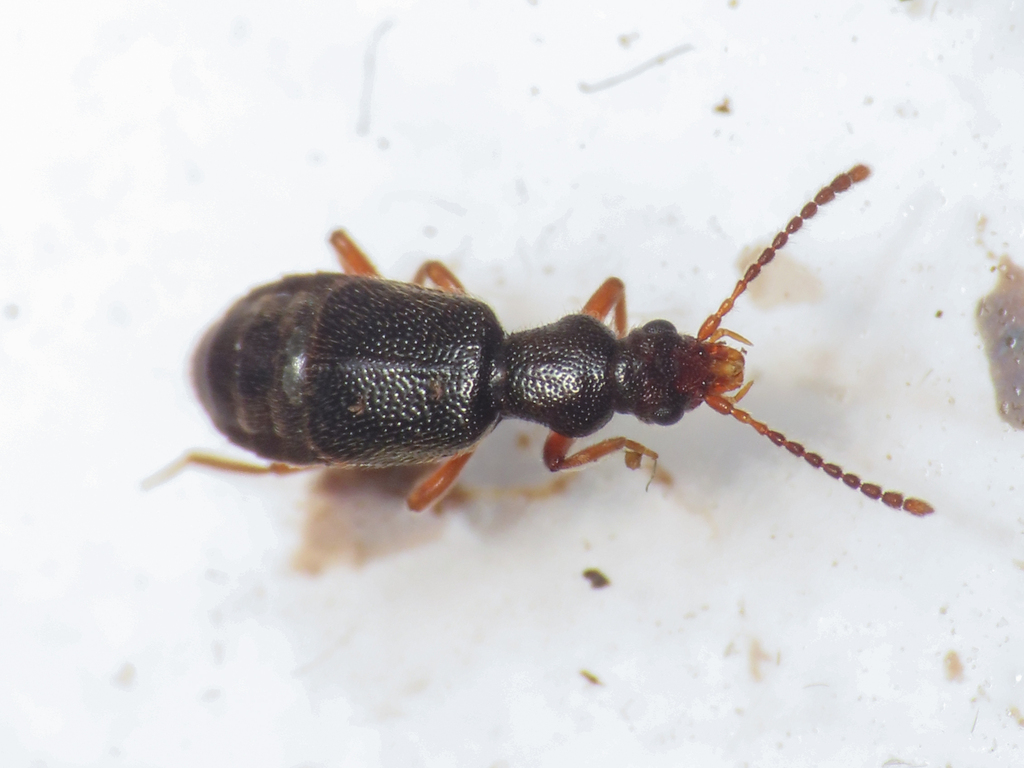 Lesteva punctata