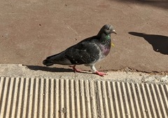 Columba livia domestica