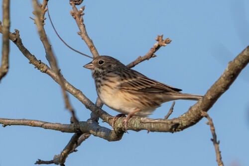 Vesper Sparrow (Pooecetes gramineus)