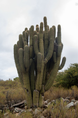 Trichocereus werdermannianus