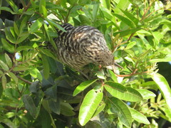 Campylorhynchus fasciatus