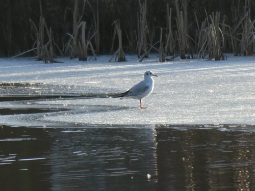 Black-headed Gull (Chroicocephalus ridibundus), photo 8