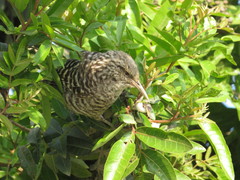 Campylorhynchus fasciatus