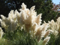Cortaderia selloana