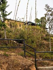 Dendrocalamus giganteus