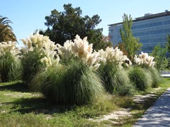 Cortaderia selloana