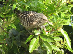 Campylorhynchus fasciatus