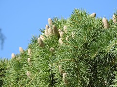 Cedrus deodara