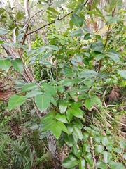 Metopium toxiferum image