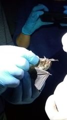 Myotis grisescens