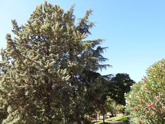 Cedrus