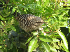 Campylorhynchus fasciatus