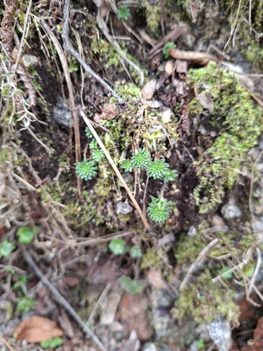 Sedum tuberiferum