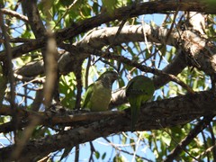 Myiopsitta monachus
