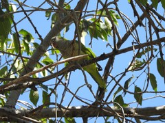 Myiopsitta monachus