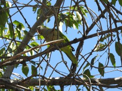 Myiopsitta monachus