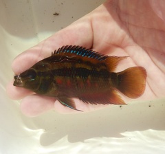 Yellow Belly Cichlid photo 1