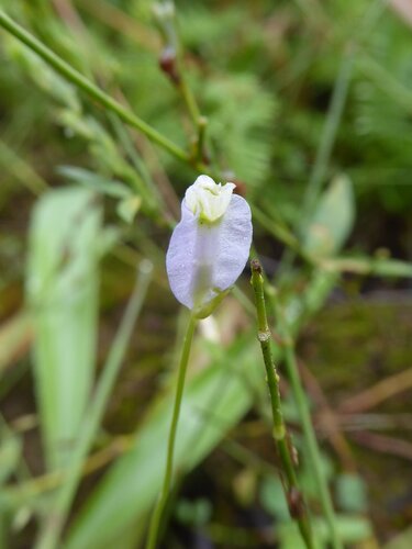 Burmannia coelestis observed 2026-01-03