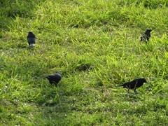 Molothrus bonariensis