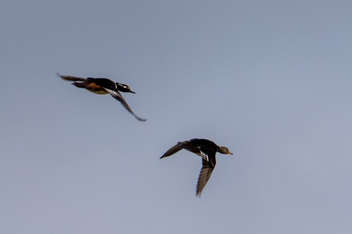 Hooded Merganser (Lophodytes cucullatus), photo 6