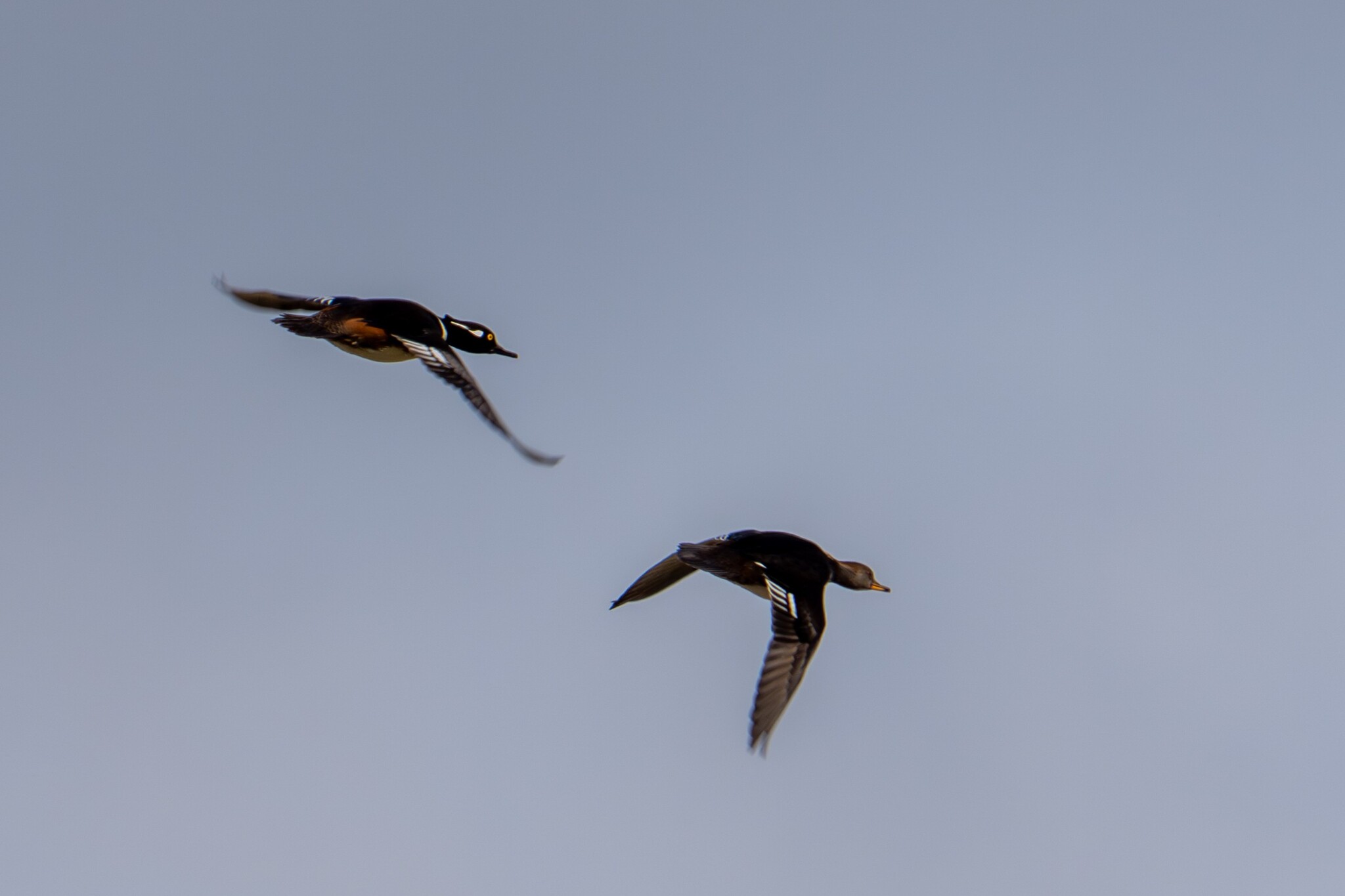 Hooded Merganser (Lophodytes cucullatus), photo 6