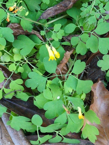 Pseudofumaria lutea
