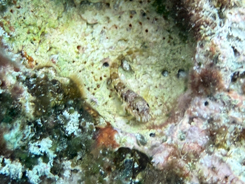 Pearl blenny (Entomacrodus nigricans) — Blenniidae — 3