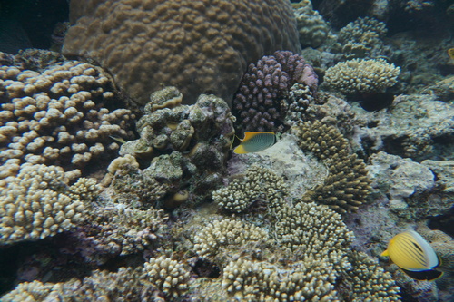 Acropora butterfly (Chaetodon trifascialis) — Chaetodontidae