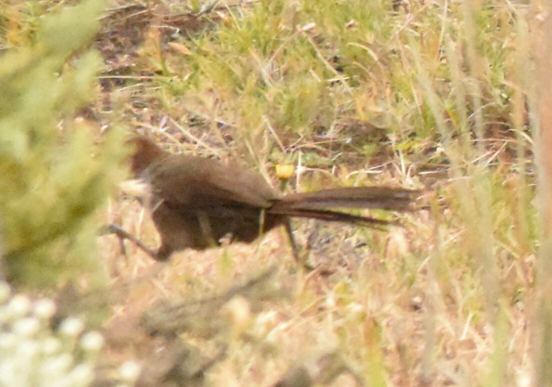 Rufous Bristlebird (Dasyornis broadbenti), photo 1